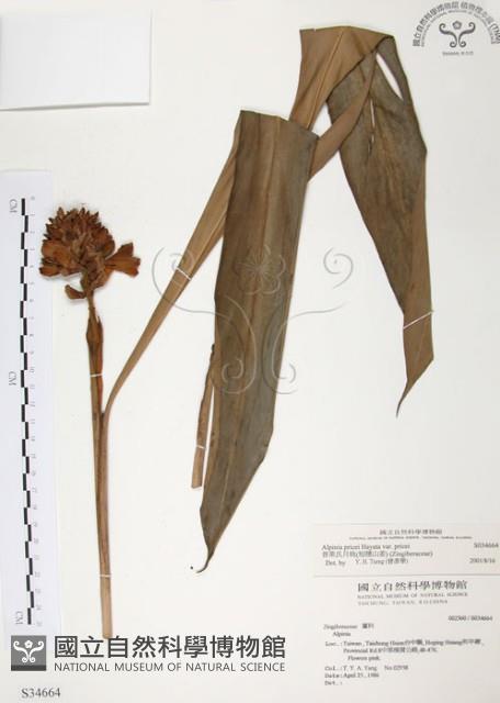 普萊氏月桃、短穗山姜藏品圖，第1張