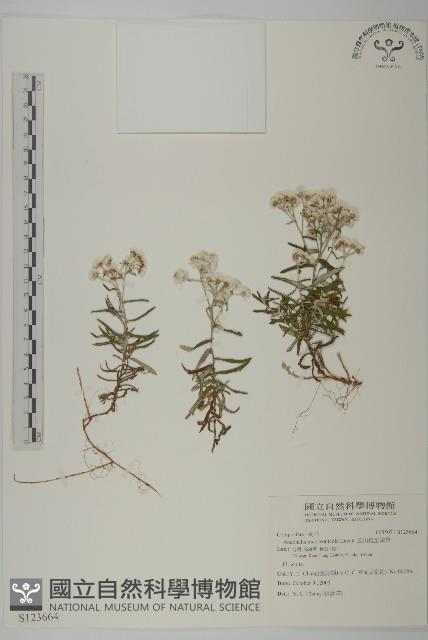 玉山抱莖籟簫藏品圖，第1張