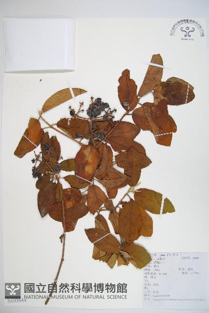 狹葉母草藏品圖，第1張