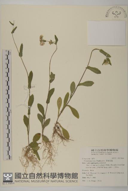 日本假蓬藏品圖，第1張