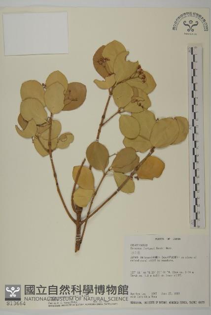 厚葉衛矛藏品圖，第1張