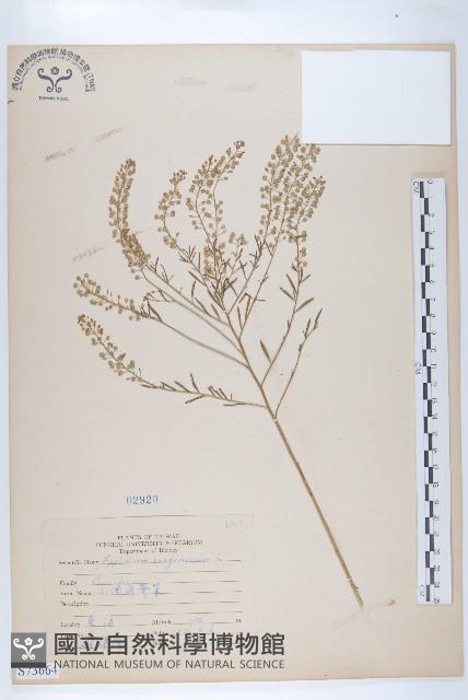 獨行菜藏品圖，第1張