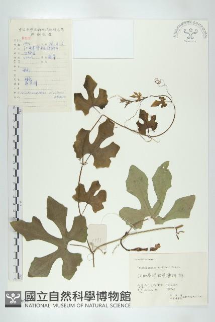 括樓藏品圖，第1張