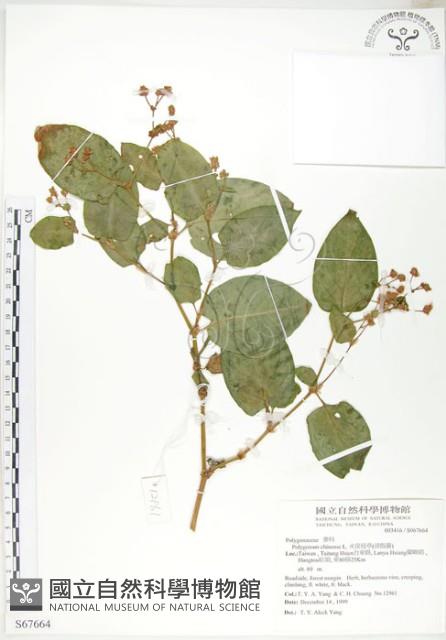 火炭母草藏品圖，第1張