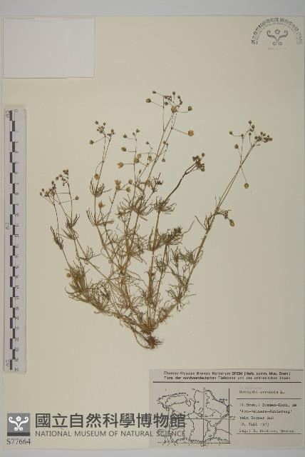 大爪草藏品圖，第1張