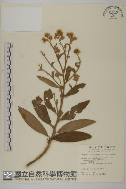 艾納香藏品圖，第1張