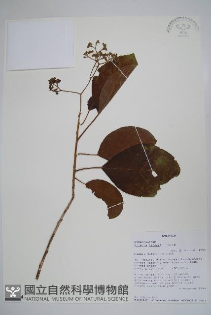 登錄號:S096064藏品圖，第1張