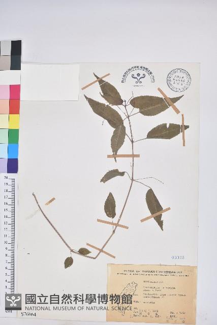 山靛藏品圖，第1張