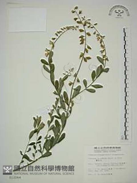 響鈴豆藏品圖，第1張