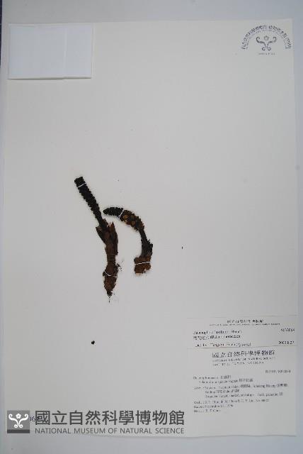 穗花蛇菰藏品圖，第1張