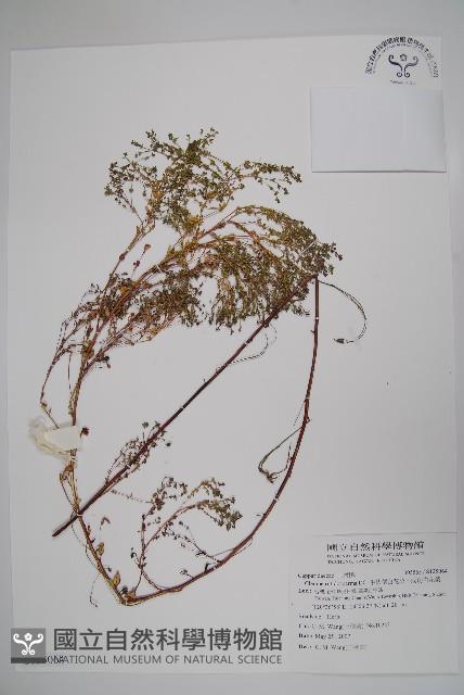 平伏莖白花菜、成功白花菜藏品圖，第1張