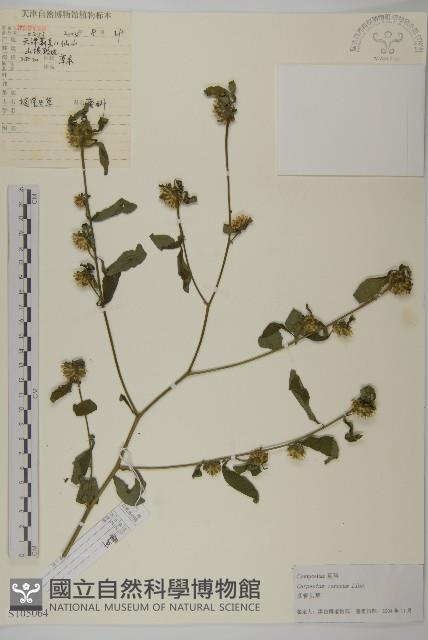 杓兒菜藏品圖，第1張