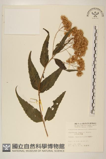 田代氏澤蘭藏品圖，第1張