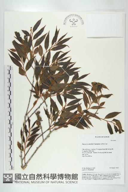 軟毛柿藏品圖，第1張