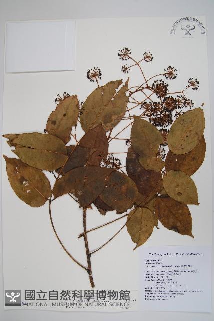 登錄號:S065064藏品圖，第1張