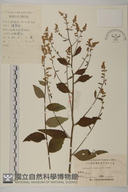 珍珠蒿、奇蒿藏品圖，第1張