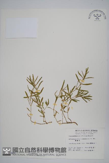 蓮子草藏品圖，第1張