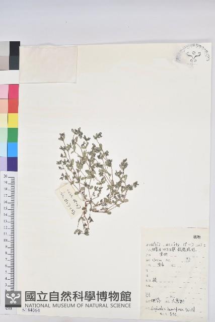 地錦藏品圖，第1張