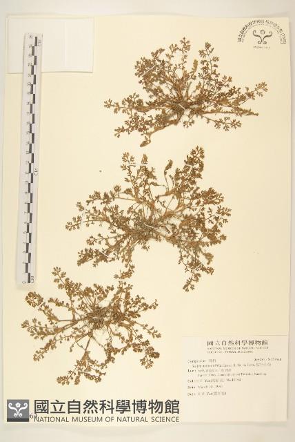 假吐金菊藏品圖，第1張