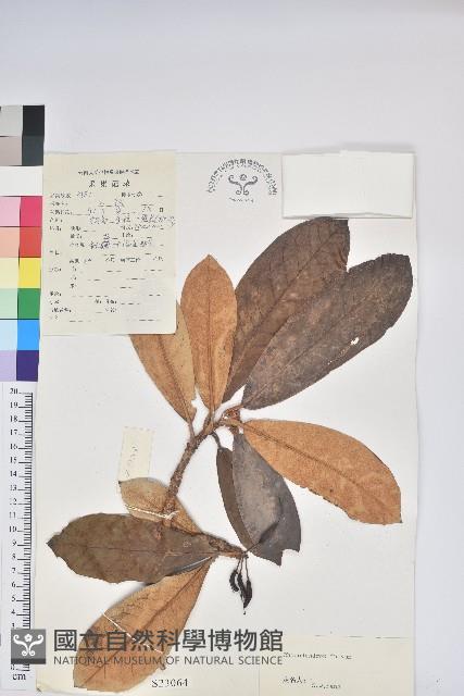 鐮果杜鵑藏品圖，第1張