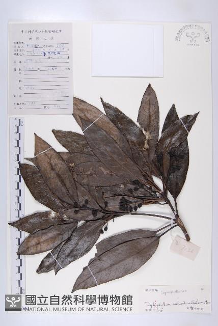 假輪葉虎皮楠藏品圖，第1張