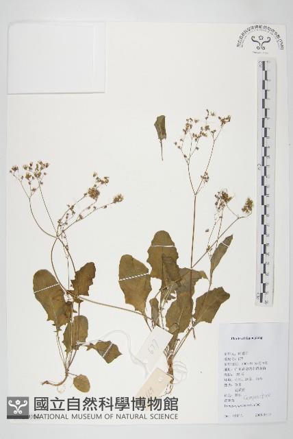 黃鵪菜藏品圖，第1張