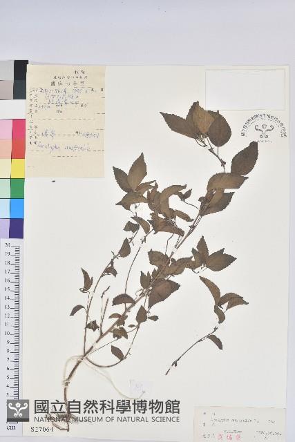 Accession Number:S027064 Collection Image