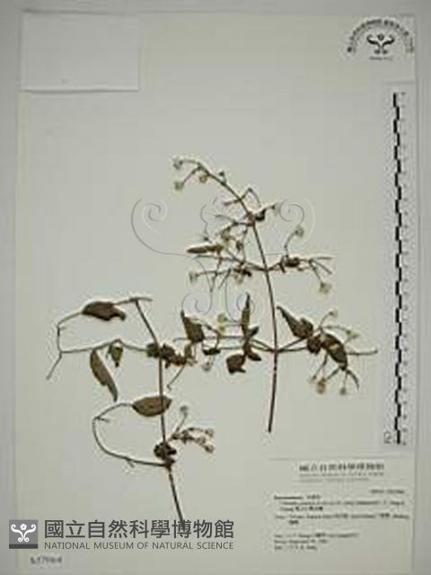 梨山小蓑衣藤藏品圖，第1張