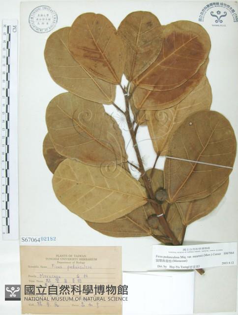 鵝鑾鼻蔓榕藏品圖，第1張