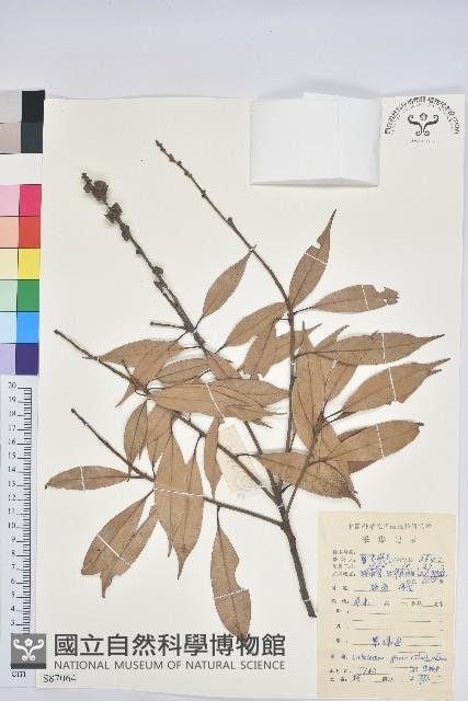 子彈石櫟藏品圖，第1張