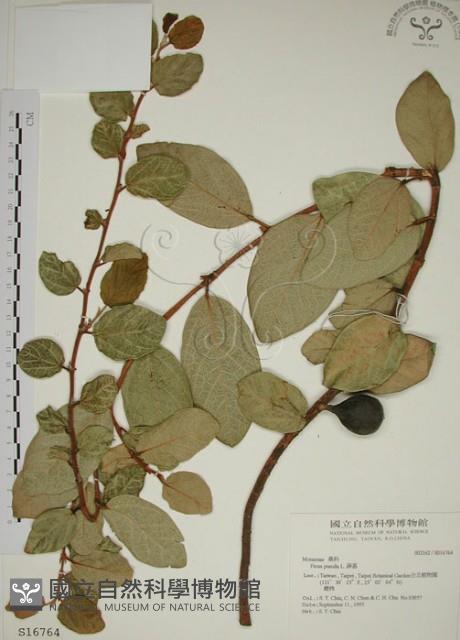 薜荔藏品圖，第1張