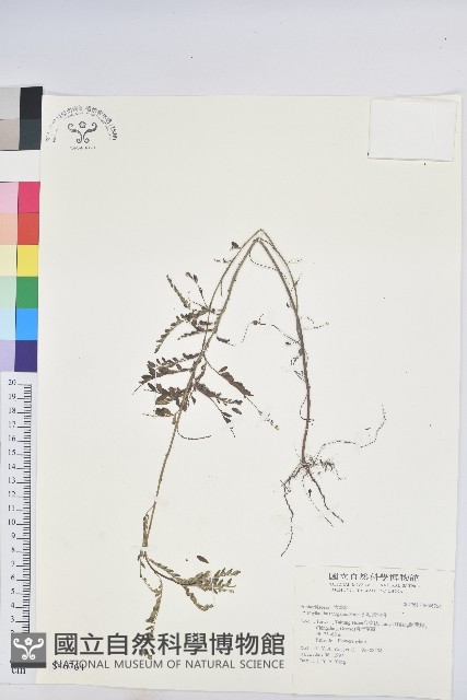 擬葉下珠、細葉油柑藏品圖，第1張