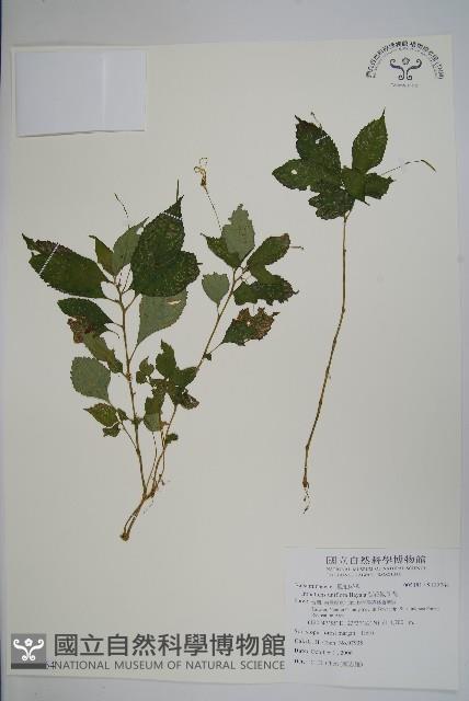 紫花鳳仙花藏品圖，第1張