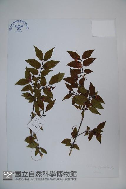 蕊被忍冬藏品圖，第1張