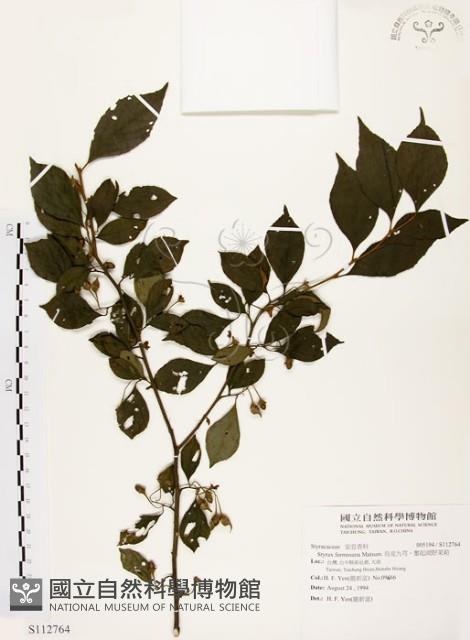 烏皮九芎、奮起湖野茉莉藏品圖，第1張