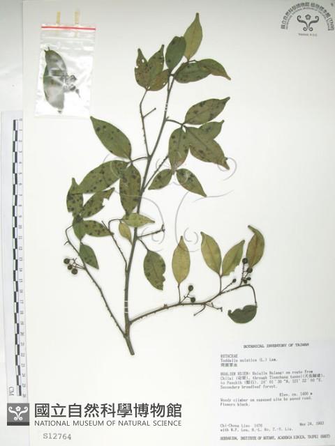 飛龍掌血藏品圖，第1張