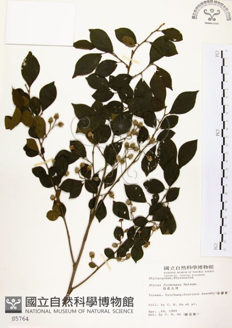 烏皮九芎、奮起湖野茉莉藏品圖，第1張