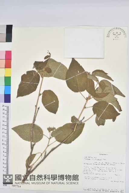 登錄號:S095764藏品圖，第1張