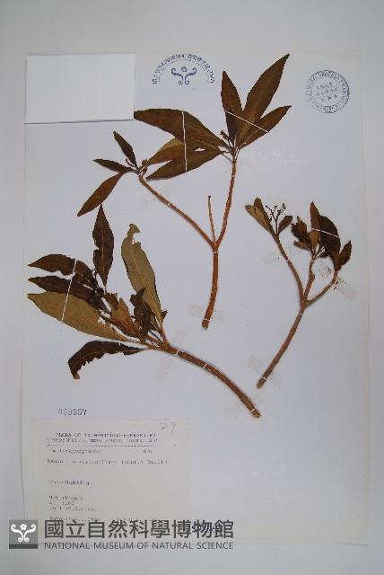 蘿芙木藏品圖，第1張