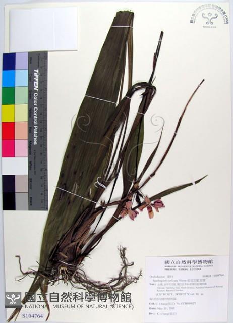 紫苞舌蘭、紫蘭藏品圖，第1張