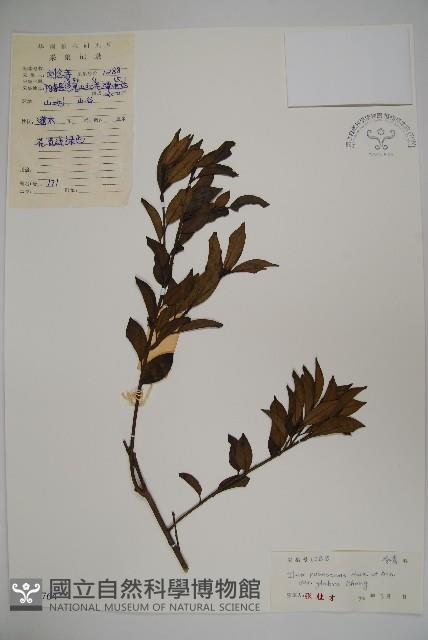 登錄號:S044764藏品圖，第1張