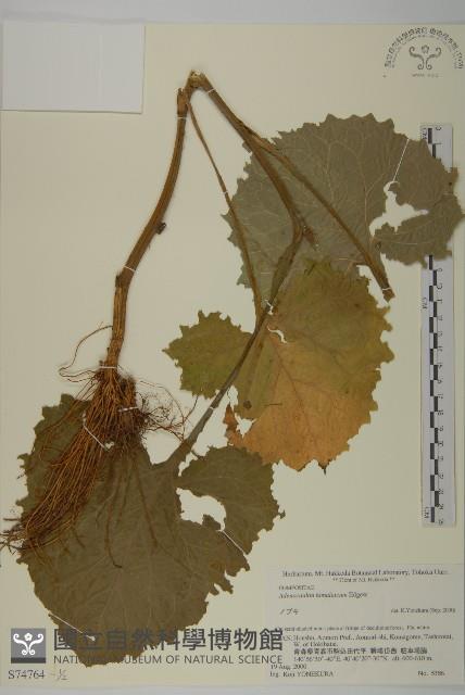 腺梗菜藏品圖，第1張