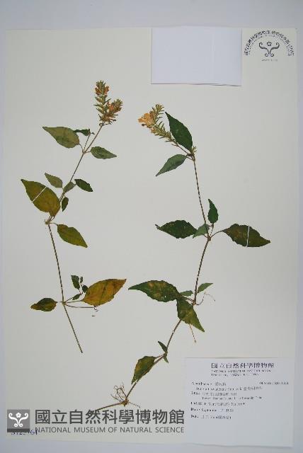 臺灣明萼草藏品圖，第1張