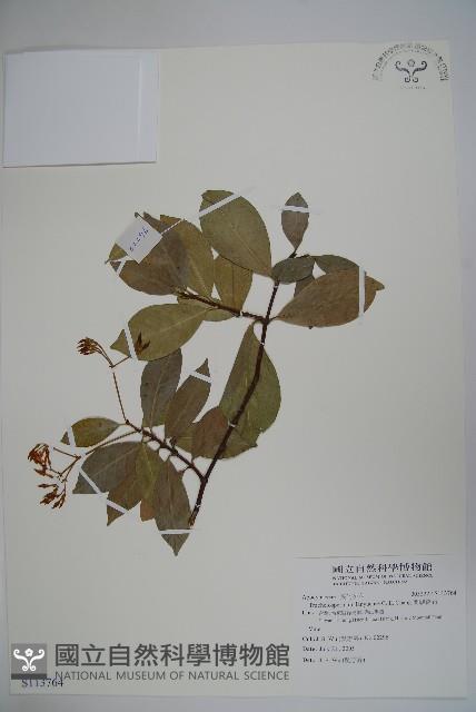 蘭嶼絡石藏品圖，第1張