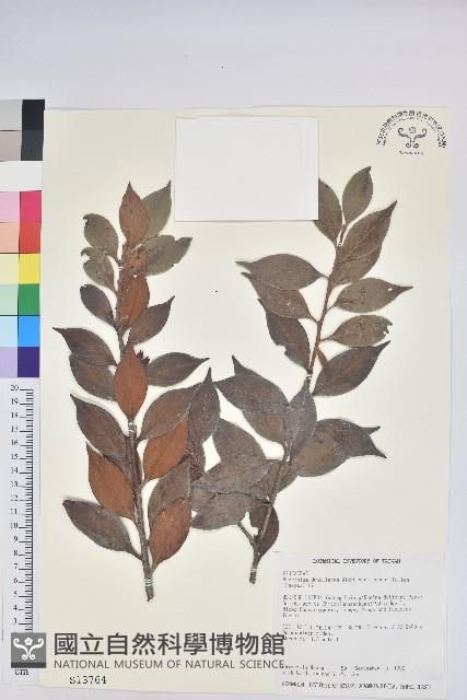 珍珠花、長尾葉越橘藏品圖，第1張