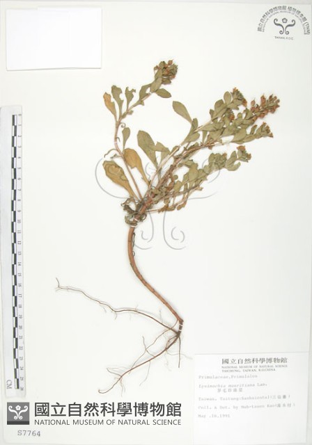 茅毛珍珠菜藏品圖，第1張