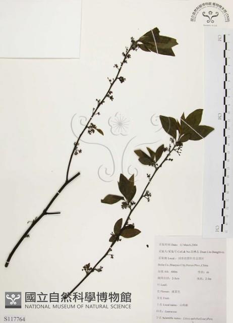 山胡椒藏品圖，第1張