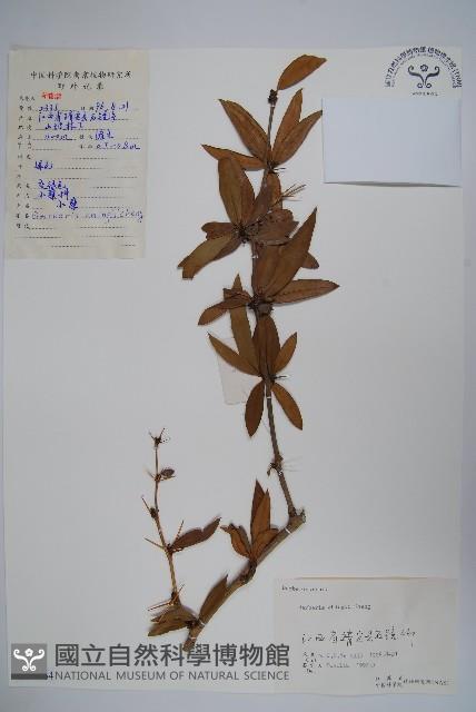 安徽小蘗藏品圖，第1張