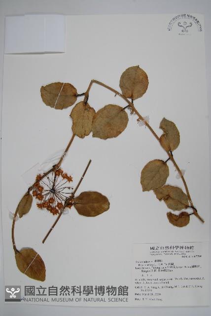 毬蘭藏品圖，第1張