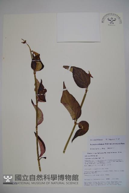 狹萼鬼吹簫藏品圖，第1張